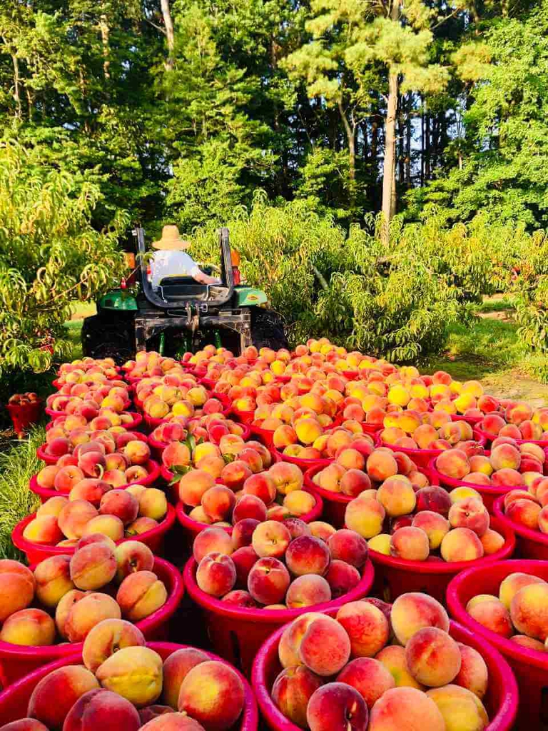 Tractor with wagon full of red baskets of Bennett Peaches. 